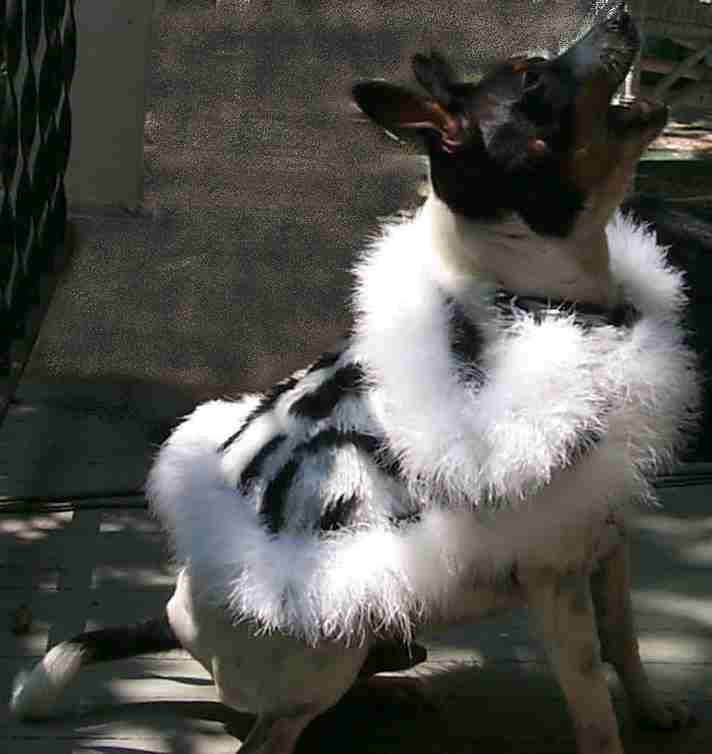 faux zebra with white feather boa